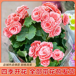重瓣丽格海棠盆栽带花四季开花不断室内阳台好养花卉玫瑰玻璃海棠