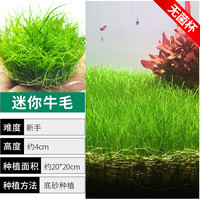 迷你牛毛水草坨草前景草无菌杯植物真草鱼缸造景净水增氧阴性懒人