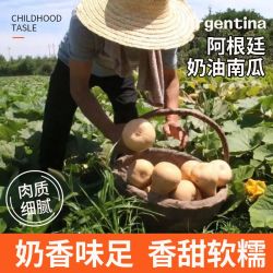 正宗阿根廷奶油南瓜甜粉糯宝宝辅食小南瓜新鲜蔬菜5/10斤怡养佳人