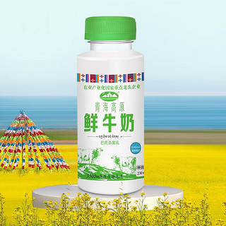 青海湖 高原鲜奶230ml*8瓶 青藏奶源低温奶巴氏杀菌+