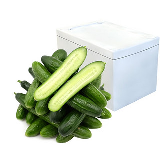 绿行者水果黄瓜新鲜蔬菜当季小黄瓜青瓜旱黄瓜荷兰水果黄瓜5斤 1kg