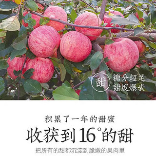 美得乐 山东栖霞红富士苹果 5斤 （果经85mm）
