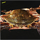 PLUS会员：舟山梭子蟹带黄母蟹小娘蟹 500g 3-4只/斤