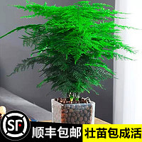 文竹盆栽植物室内净化空气