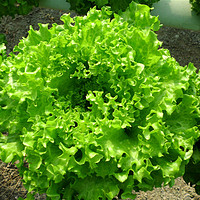 奶油蔬菜紫生菜紫包菜种籽美国大速生菜种子阳台庭院均可播种四季