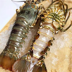 肥美活冻小青龙250-300(1只)