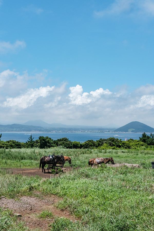 免签海岛双人游，国庆/双旦都不加价！济州岛4天3晚半自助游（含3晚住宿+双人牛岛一日游+接机等）