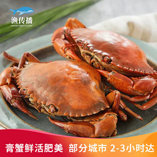 渔传播 同城速配 鲜活南宁青蟹 膏蟹4-5两/只 合计4只螃蟹海鲜生鲜