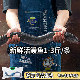 三都港 活鳗鱼鳗魚 帮杀新鲜鲜活淡水鳗