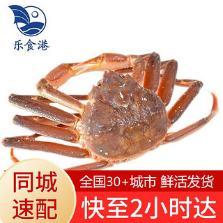 乐食港 同城速配 鲜活松叶蟹1.5-1.7斤/1只板蟹海鲜水产