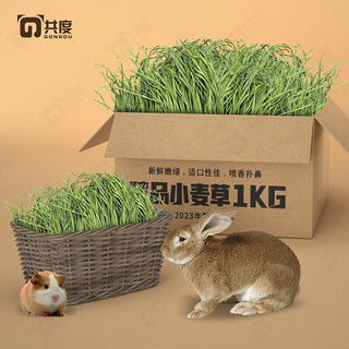 PLUS会员：共度紫花苜蓿草 兔草提摩西草苜蓿草干草 小麦兔草龙猫粮 烘干小麦草1KG/箱