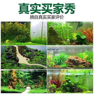 疯狂水草 水草活体鱼缸造景植物莫斯蜈蚣草牛毛水榕绿藻懒人阴性前后景 新手推荐-小九冠（5颗）