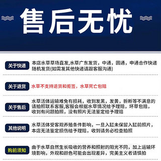 疯狂水草 水草活体鱼缸造景植物莫斯蜈蚣草牛毛水榕绿藻懒人阴性前后景 新手推荐-小九冠（5颗）