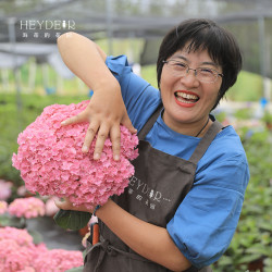 海蒂的花园鲜花_海蒂的花园 盆栽植物 有松15cm盆多少钱-什么值得买