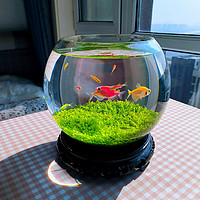 生态缸水草缸弥勒佛玻璃卧室客厅桌面微景缸清洗玻璃缸