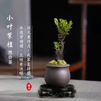 择肉记 小叶紫檀盆景树苗盆栽老桩客厅办公室绿植物室内花四季好养黑骨茶