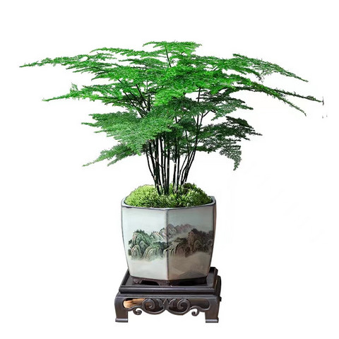 其他品牌鲜花绿植_文竹盆栽盆景室内植物多少钱-什么值得买