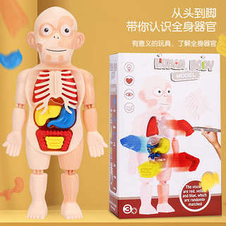爸爸妈妈人体解剖器官内脏构造结构模型身体部分认知学生男女孩儿童玩具