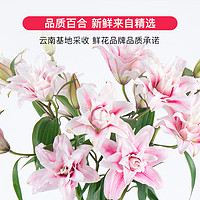 花点时间 香水百合鲜花云南直发昆明基地鲜切花百合花水养插花家用