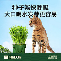 网易天成 猫咪零食猫草种子