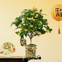 花点时间 REFLOWER 室内四季桂花树盆栽 中秋盆贴款 3年四季桂+香挂