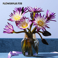 FlowerPlus 花加 紫色粉色睡莲