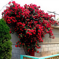爬藤月季花苗四季玫瑰盆栽地栽花园庭院植物花卉浓香型红色花朵