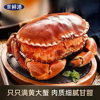 京鲜港 鲜活熟冻超大 面包蟹 英国进口满黄大螃蟹  400-600g/只