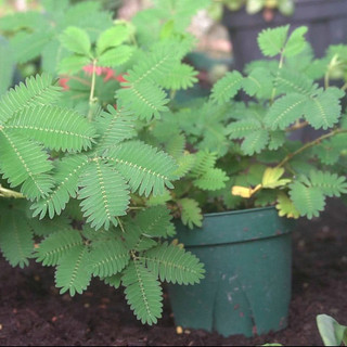 百萌（BAI MENG）含羞草种子四季易种可播阳台盆栽室内外草花卉植物 绿植花卉种子害羞草怕羞草种籽 含情含羞草种子（自控）  1克约150粒 厂商封装