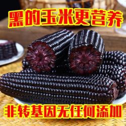 XINXIANLE 欣鲜乐 玉米新鲜糯玉米黑玉米非转基因整箱早餐8根/5根