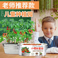 PLUS会员：Bloom Life 匠心绽放 IAM City Farmer盆栽小番茄 DIY 植物观察