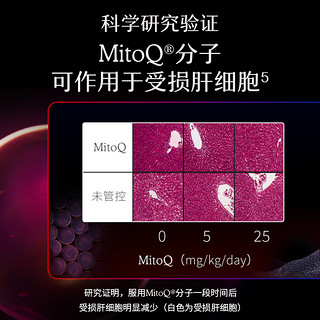 Mitoq 护肝片奶蓟草水飞蓟胆碱熬夜加班q10