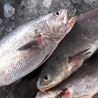 舟山深海米鱼新鲜冷冻海鲜鮸鱼敏鱼海捕鲜活水产生鲜特产鳘鱼500g