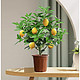 香水柠檬树盆栽 0.3M到0.4M柠檬树-培育盆