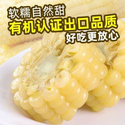 谷美优品 朱丹推荐】新鲜现摘白/黄/黑糯玉米粘粒减非即食肥低脂非东北黏甜