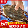 鲜驰 梭子蟹鲜活冷冻特大螃蟹新鲜海蟹红膏飞蟹大白海鲜水产舟山