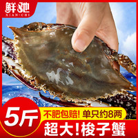 鲜驰 梭子蟹鲜活冷冻特大螃蟹新鲜海蟹红膏飞蟹大白海鲜水产舟山