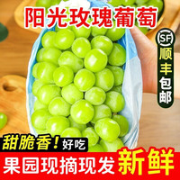 飘香果度 【顺丰快递】阳光玫瑰葡萄 450g【拍5件合发净4.5-5斤】