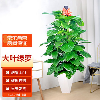 PLUS会员：MOYi 墨一 绿萝柱盆栽大棵绿植花卉室内客厅大型绿植 绿萝柱1.2-1.4m含盆