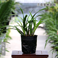 抖音超值购：CHAHUA 茶花 建兰-忆香荷 浓香型 花期6-11月 四季名贵兰花绿植盆栽送古风盆