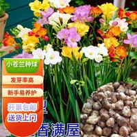 花琴 香雪兰剑兰种球 家庭阳台种植 花卉小苍兰盆栽 洋晚香玉 别称小苍兰剑兰球4个球随机混色