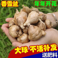 花语笙默香雪兰种球好养活四季开花大球重瓣小苍兰花卉球根植物室内花种子 混色花香雪兰种球 1个种球+肥