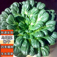 花语笙默四季播种蔬菜种子家庭田园地栽盆栽菜种秋冬菜籽易种植生长大白菜 乌塌菜种子（约1200粒） 原厂封装