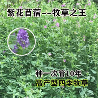 麦基乐 进口大叶紫花苜蓿草草种子多年生四季牧草紫花苜蓿252克装
