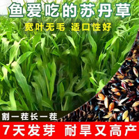 麦基乐 进口苏丹草种子草鱼草子耐热牧草种籽养殖鸡鸭鹅猪牛羊鱼草种籽 进口多汁苏丹草1斤