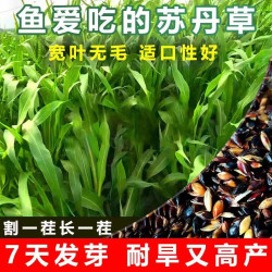 麦基乐 进口苏丹草种子草鱼草子耐热牧草种籽养殖鸡鸭鹅猪牛羊鱼草种籽 进口多汁苏丹草1斤