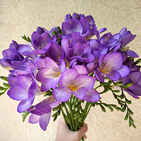 百萌 香雪兰种球5粒紫色小苍兰四季多年生种易种花卉盆栽植物球根花卉