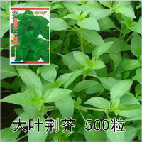 珂玮 蔬菜种子四季播种农家 大叶荆芥(原装300粒)
