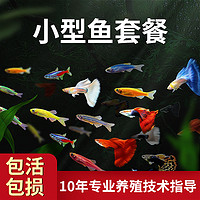 crazy aquatic plants/疯狂水草 热带观赏活鱼好养宝莲灯斑马淡水金鱼苗神仙孔雀小型红绿灯科小鱼