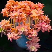 轩林美 多肉植物 贵货肉肉盆栽绿植花卉 果冻布丁